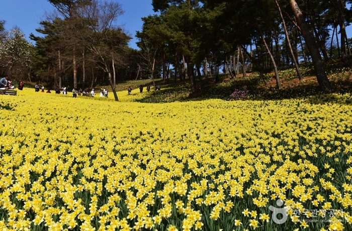 유기방가옥 수선화축제 (출처:한국관광공사)