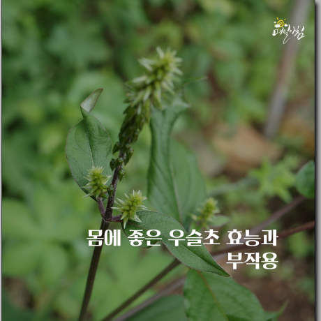  [매일아침좋은글] 몸에 좋은 우슬초 효능과 부작용 알아봅시다