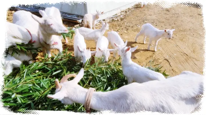 6시내고향 [경북 청도 산양유 발효 미강, 건강빵 유산양 체험 산골체험 놀이터 ]