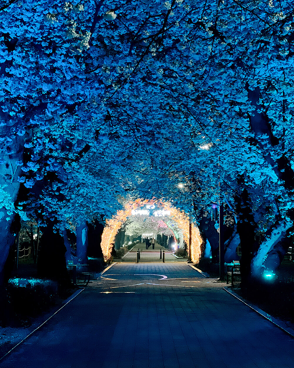 벚꽃-터널