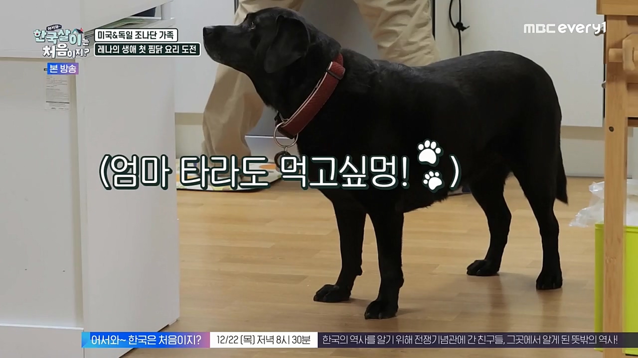 어서와 한국살이는 처음이지.E01.221221p-NEXT.mp4_20221221_202055.214.jpg