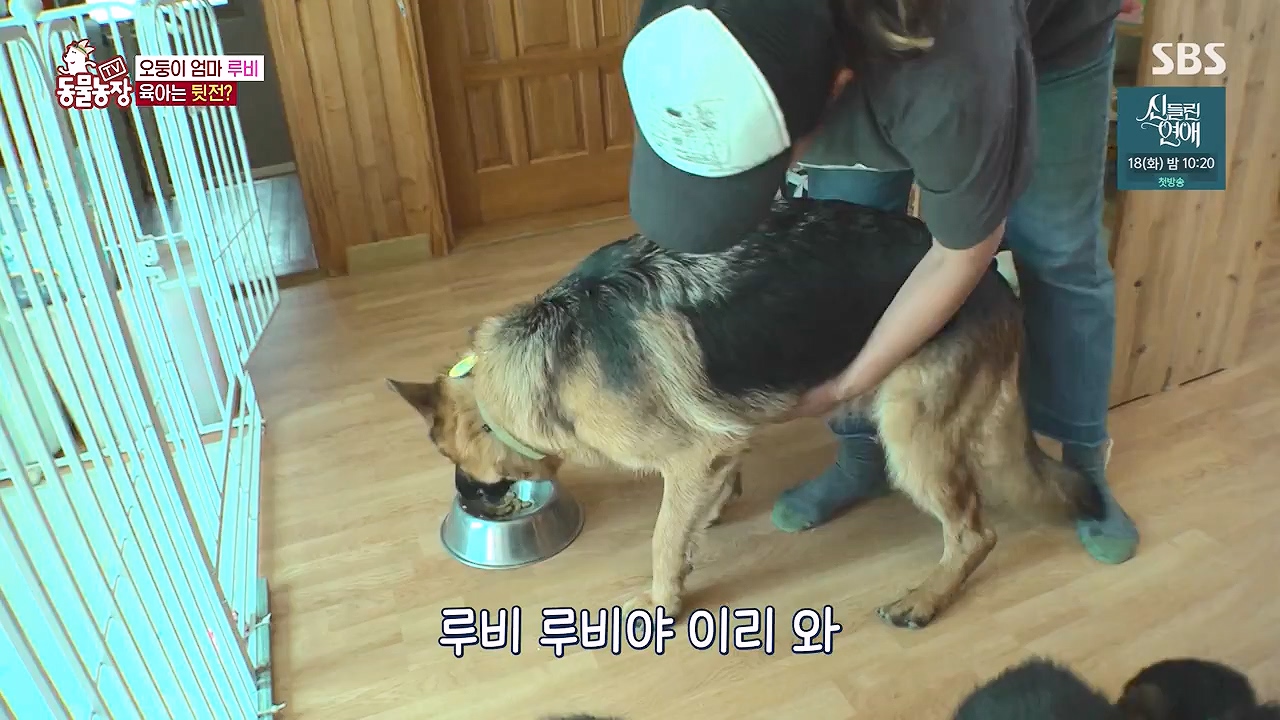 TV 동물농장.E1176.240617p-NEXT.mp4_20240616_171021.418.jpg