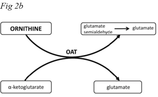 Glutamate를-공급하는-오르니틴