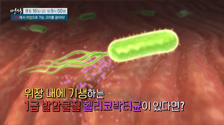 헬리코박터-파일로리균