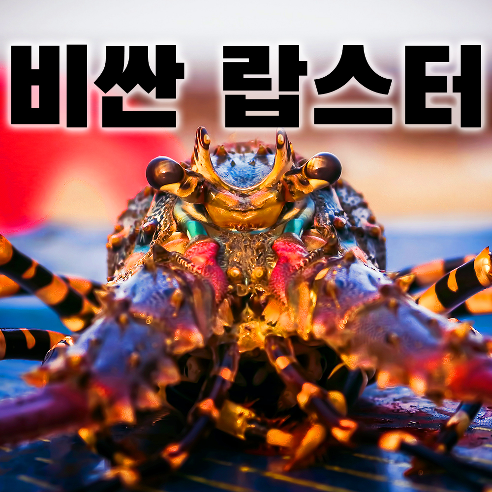  랍스터가 비싼 이유!