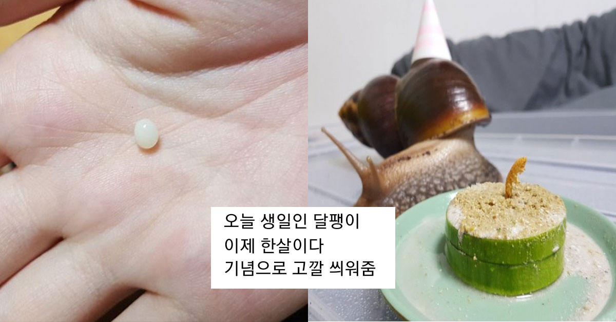  500일동안 달팽이 키운 디시인