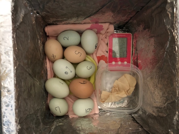 달걀을 자작 부화기 안에 넣은 모습