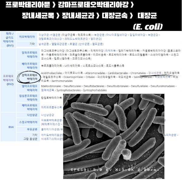 Escherichia coli image