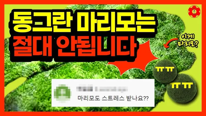 마리모 키우기 세트 밥 번식 먹이 죽음_8