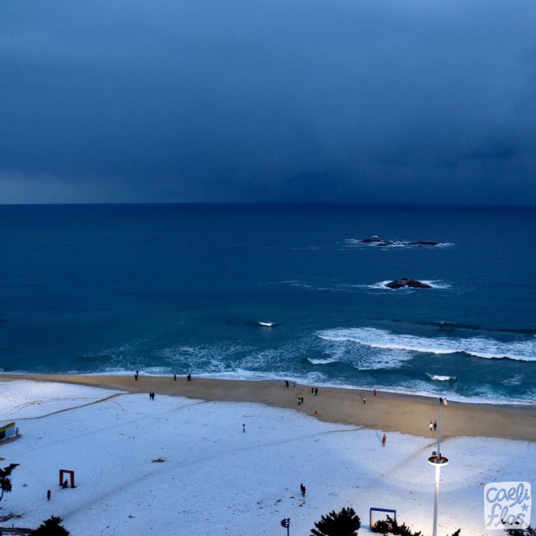 경포 쉬림프 버켓, 활어 회덮밥 8