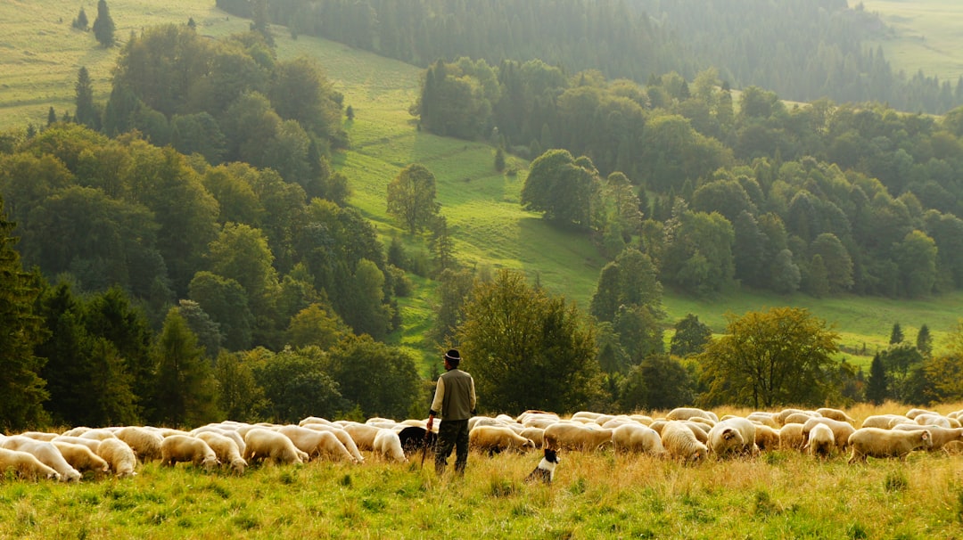 Sheep