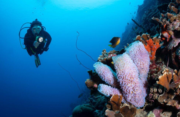 나 혼자 떠나는 겨울 여행지 멕시코 카리브해의 보네르 네버엔딩 다이빙 시즌