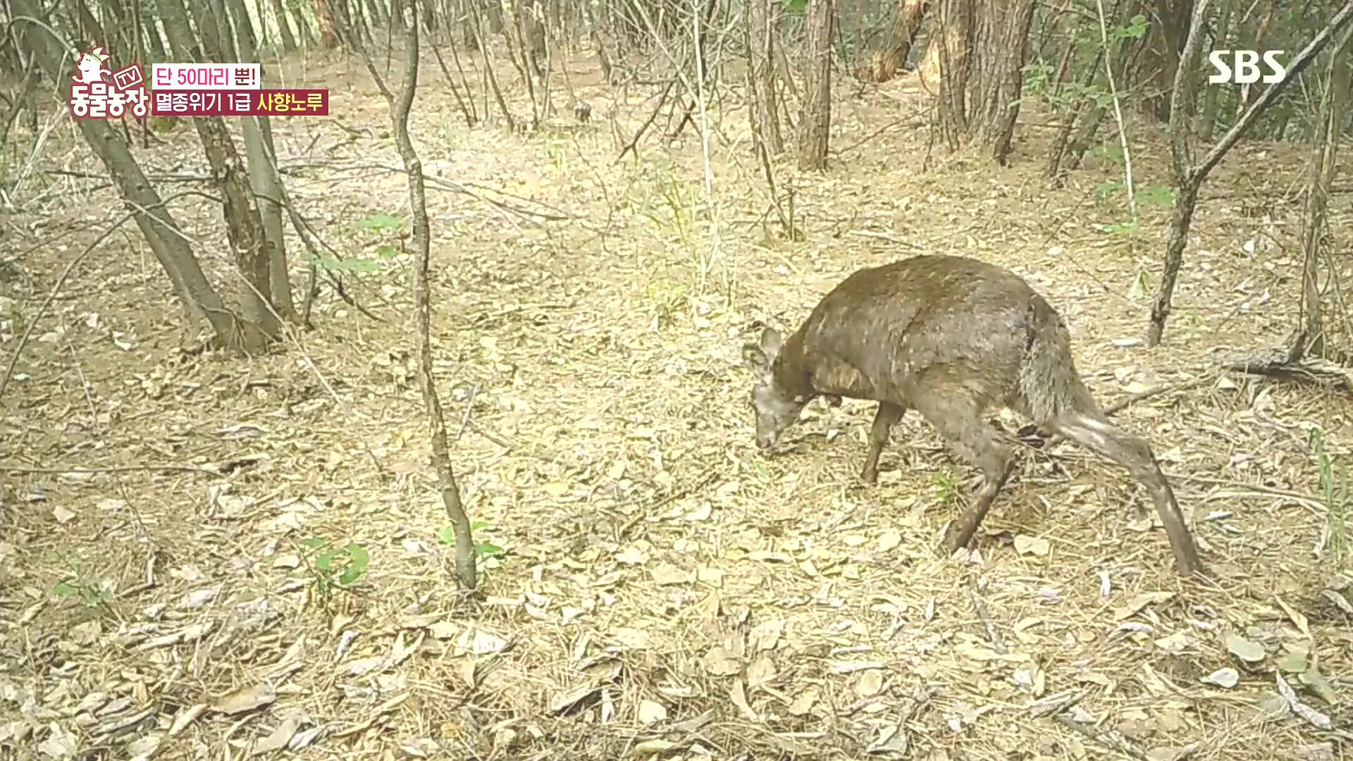 TV 동물농장.E1185.240818p.H264-F1RST.mp4_20240818_161037.796.jpg