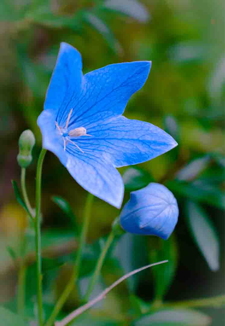 파란색-도라지꽃