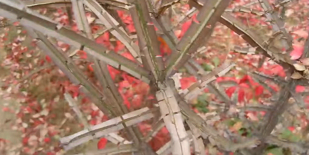  화살나무 효능, 부작용