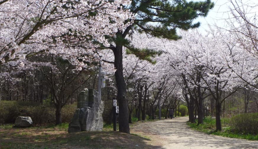 인천 벚꽃 명소인 세계평화의 숲 모습