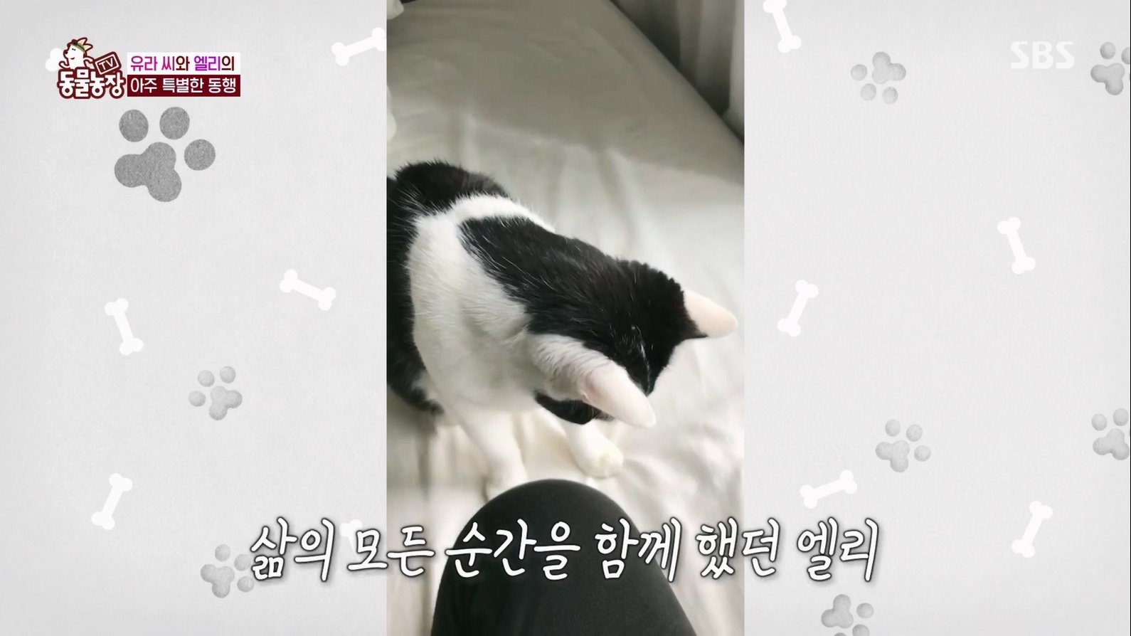 TV 동물농장.E1127.230702p.H264-F1RST.mp4_20230704_212716.668.jpg