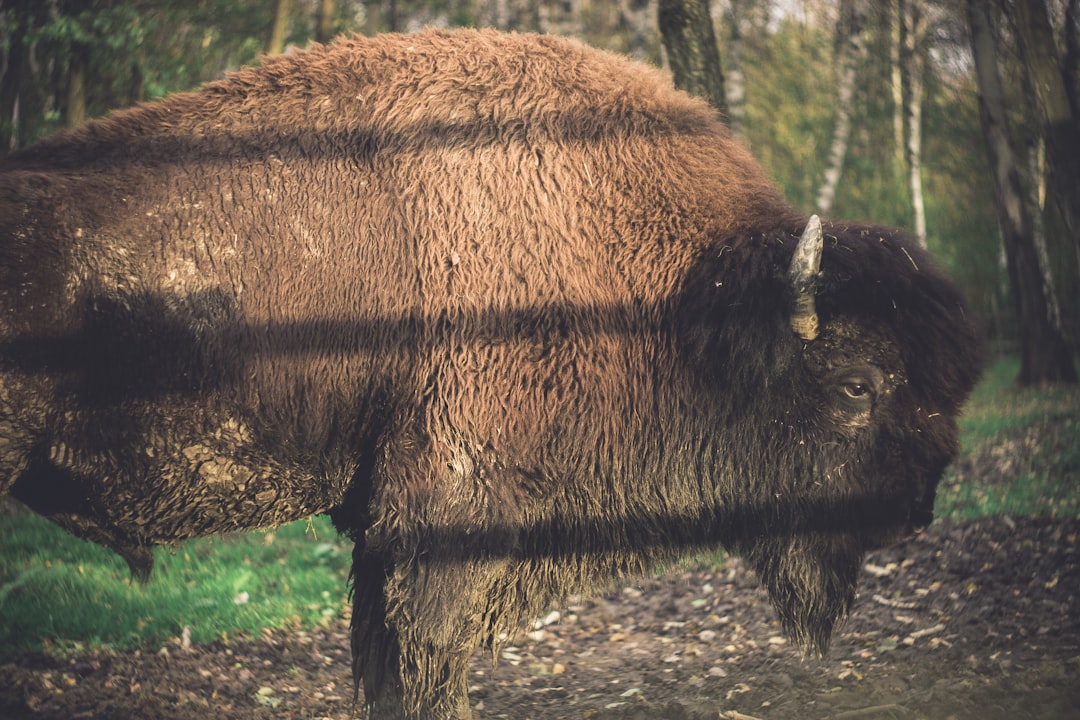 Ox