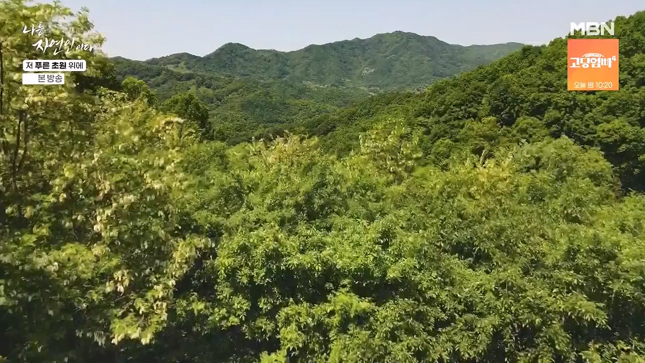 나는 자연인이다.E607.240530p-NEXT.mp4_20240530_200514.753.jpg