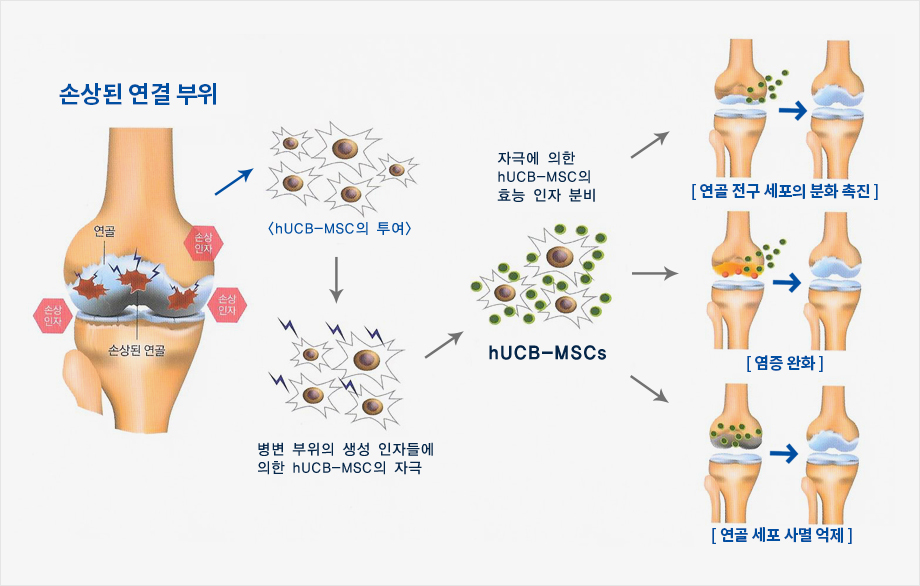 연골세포 보호 효과1