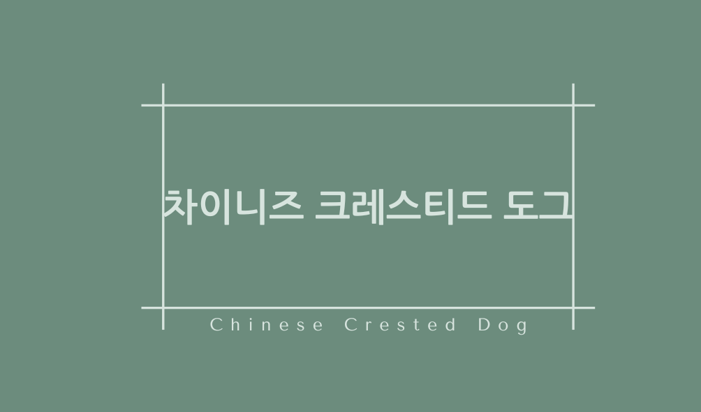 차이니즈 크레스티드 도그(Chinese Crested Dog)