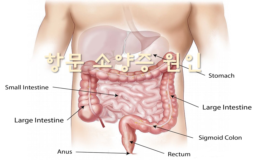  항문 소양증 원인과 연고 효능