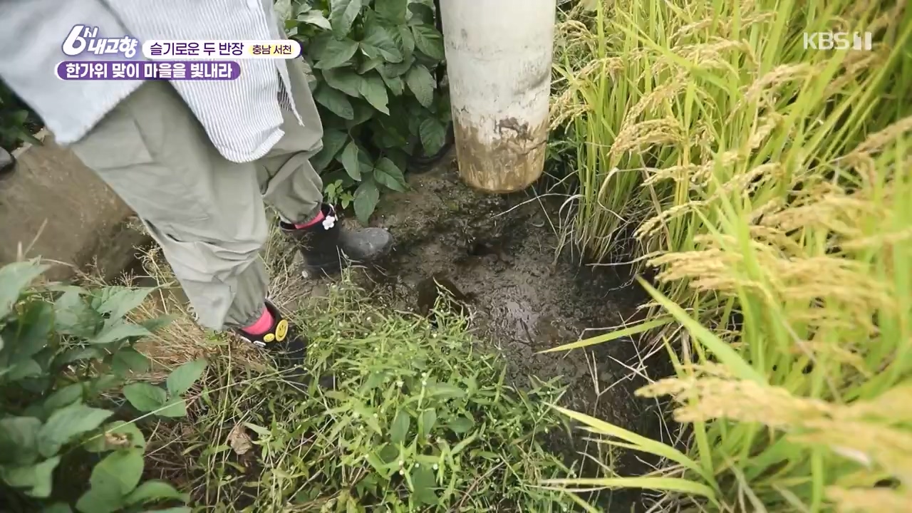 6시 내고향.E7888.230926p-NEXT.mp4_20230926_214720.020.jpg