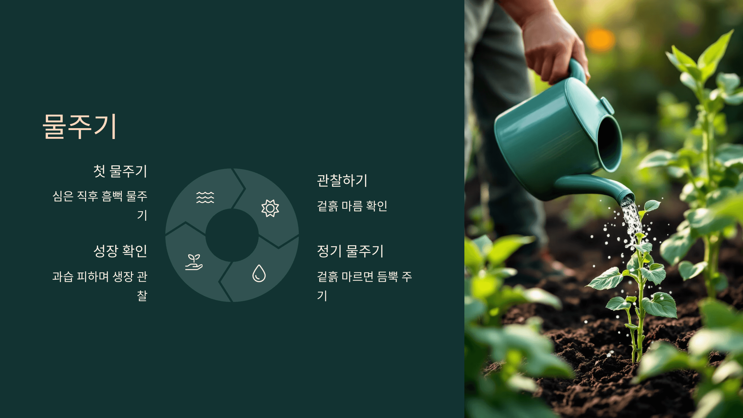 강낭콩 사진입니다.