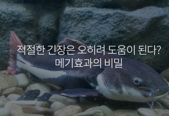 그리고 유래를 알아봅니다. 메기 효과의 의미와 의미