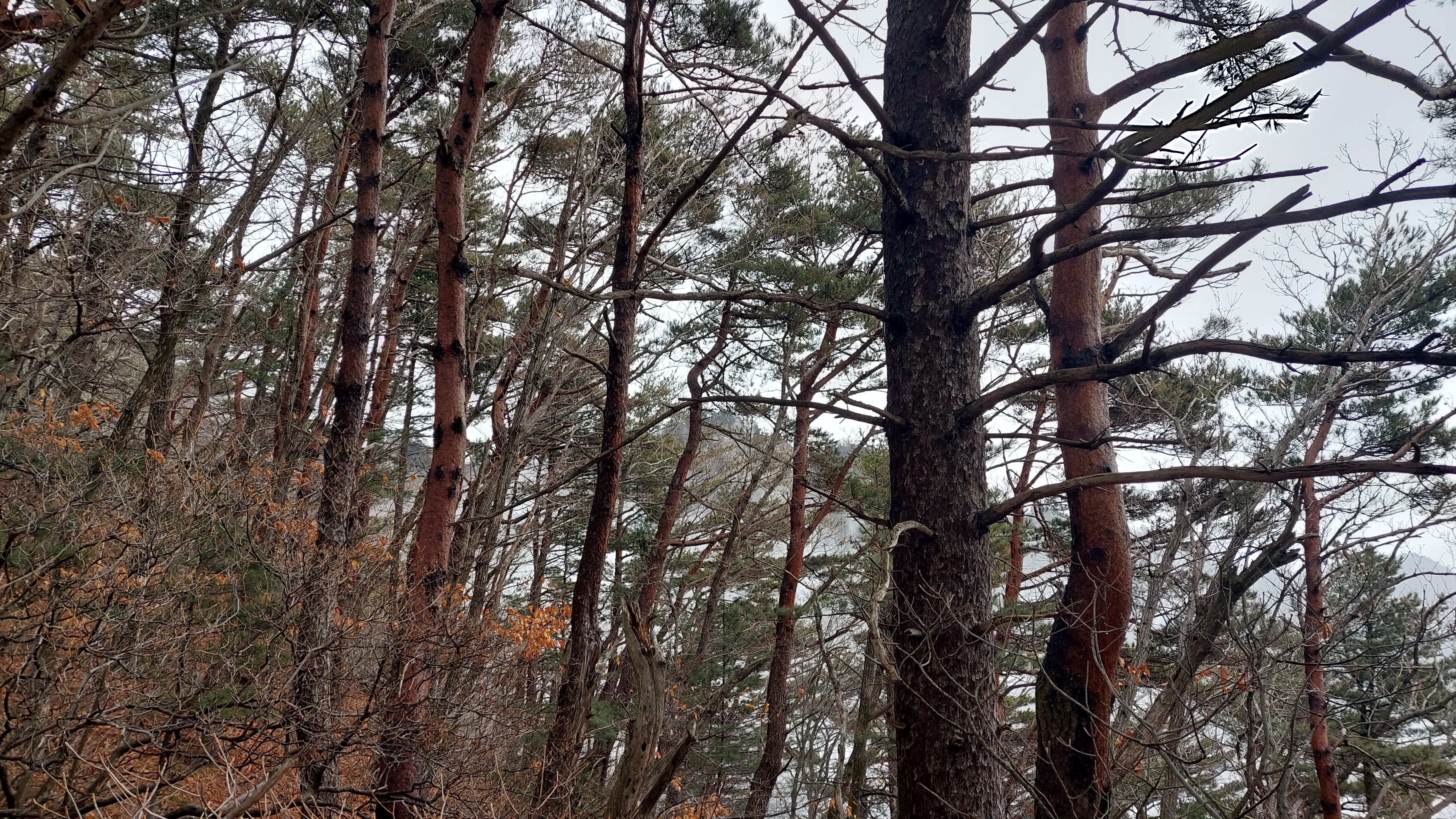 팔공산 동화사 73