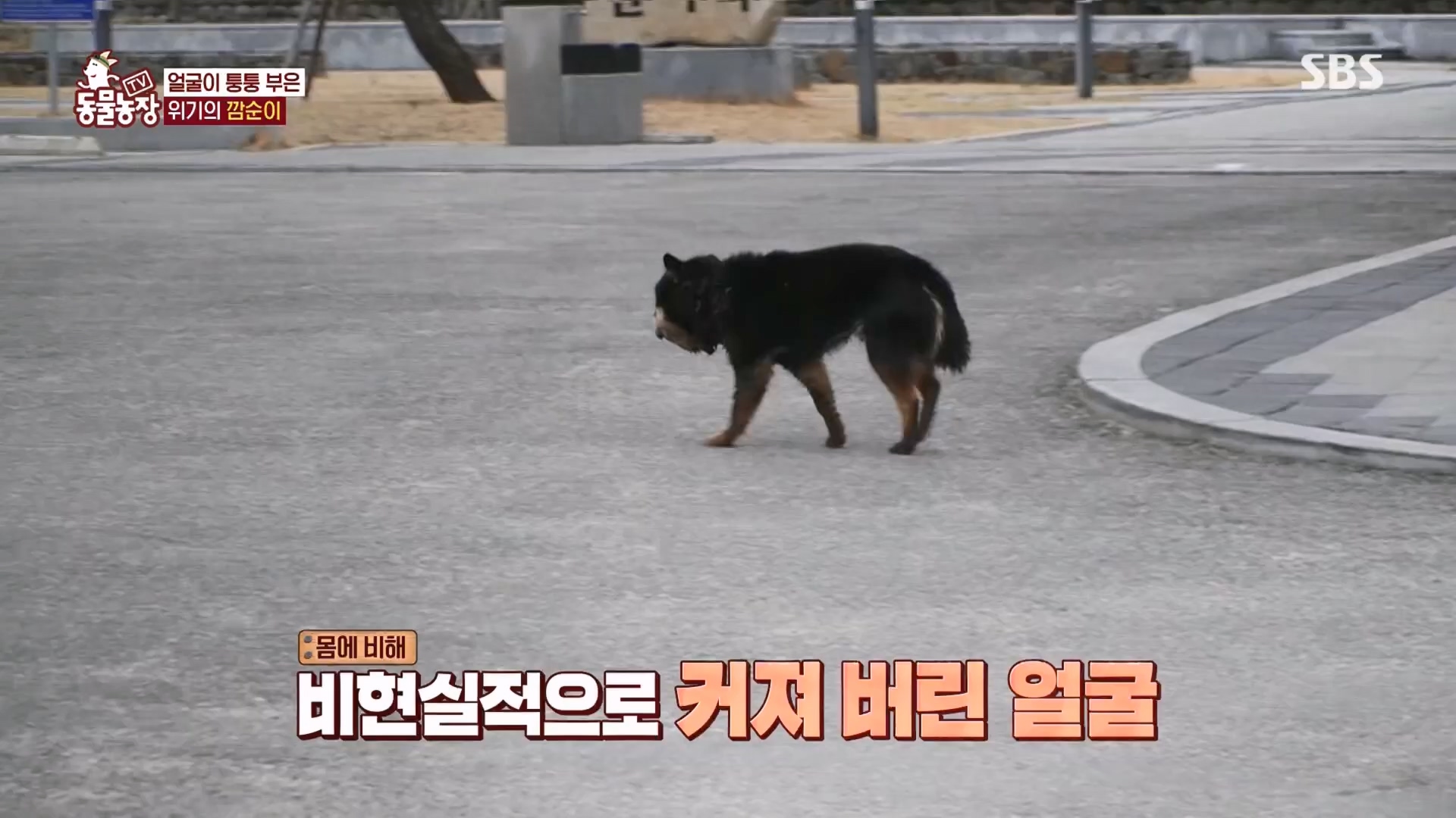 TV 동물농장.E1118.230423p.H264-F1RST.mp4_20230423_181128.809.jpg