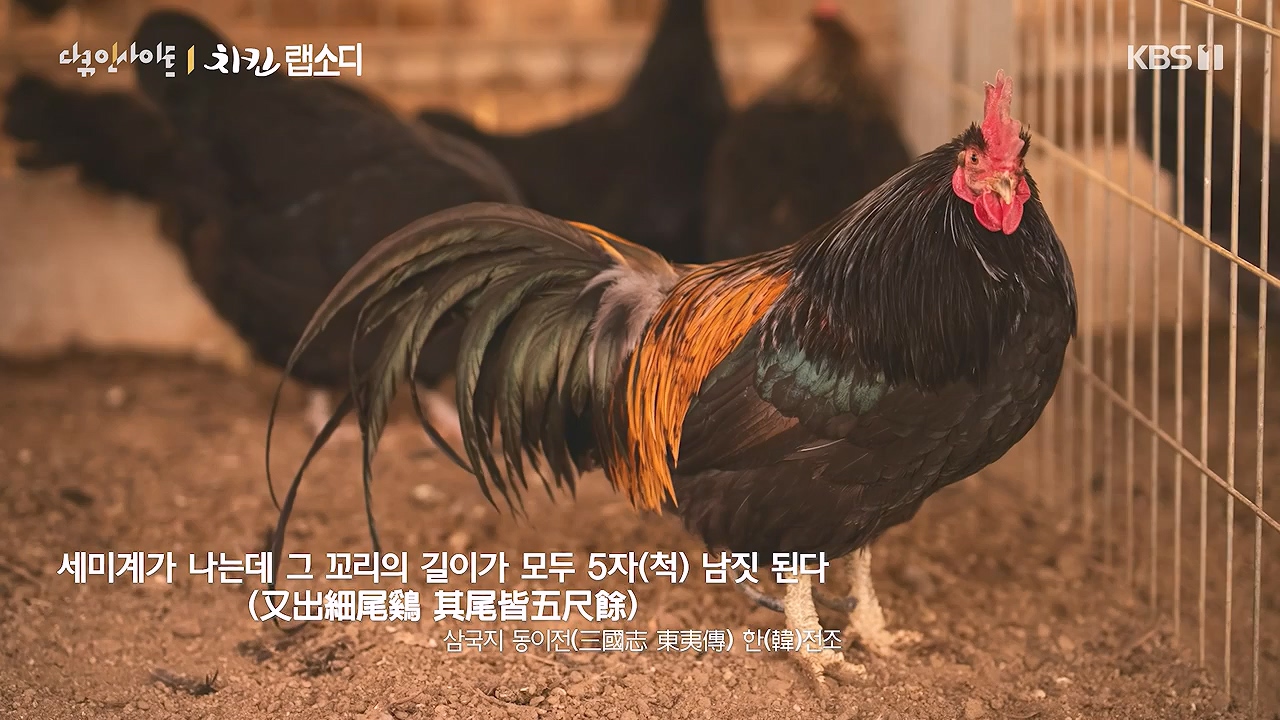 다큐 인사이트.E191.240532p-NEXT.mp4_20240601_163416.264.jpg