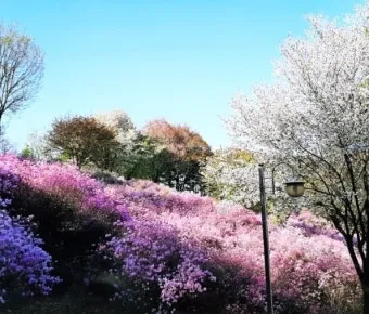 5월 수도권 꽃구경 꽃축제 10선_11