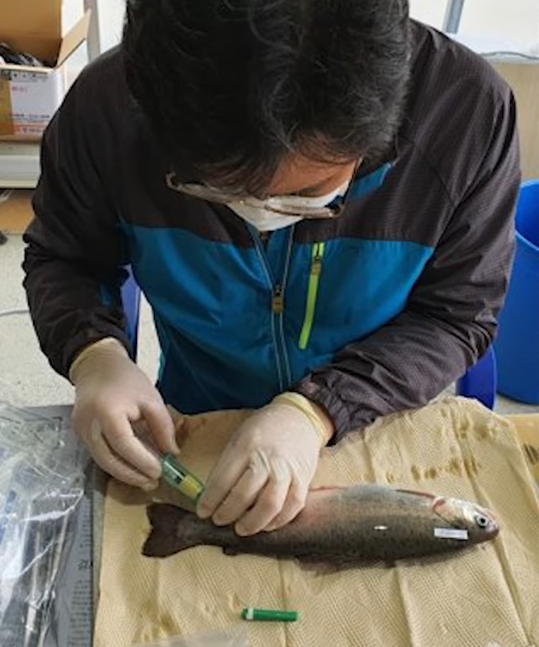 물고기 진정 전문가가 물고기에게 진정제 주사를 놓고 있다.