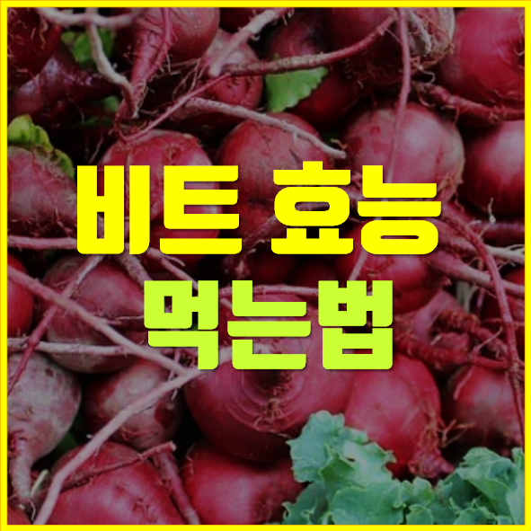  비트 효능 먹는 방법