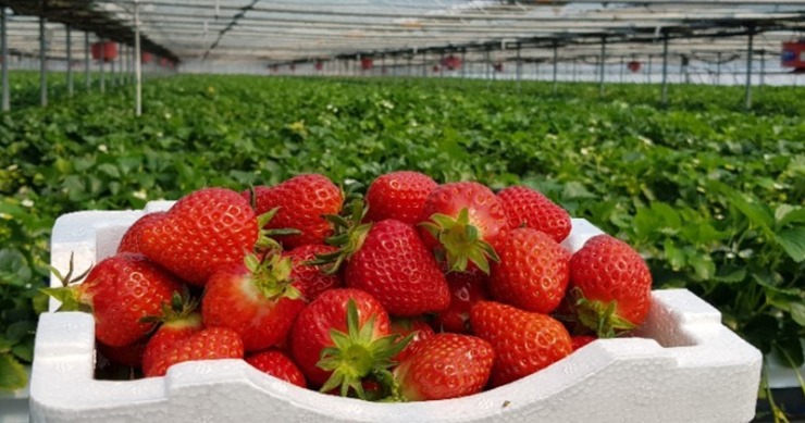 수확한-딸기