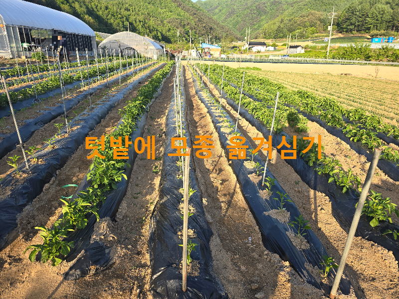  강원도 주말농장 텃밭에 모종(수박, 오이, 참외, 고추)심는 시기 및 방법