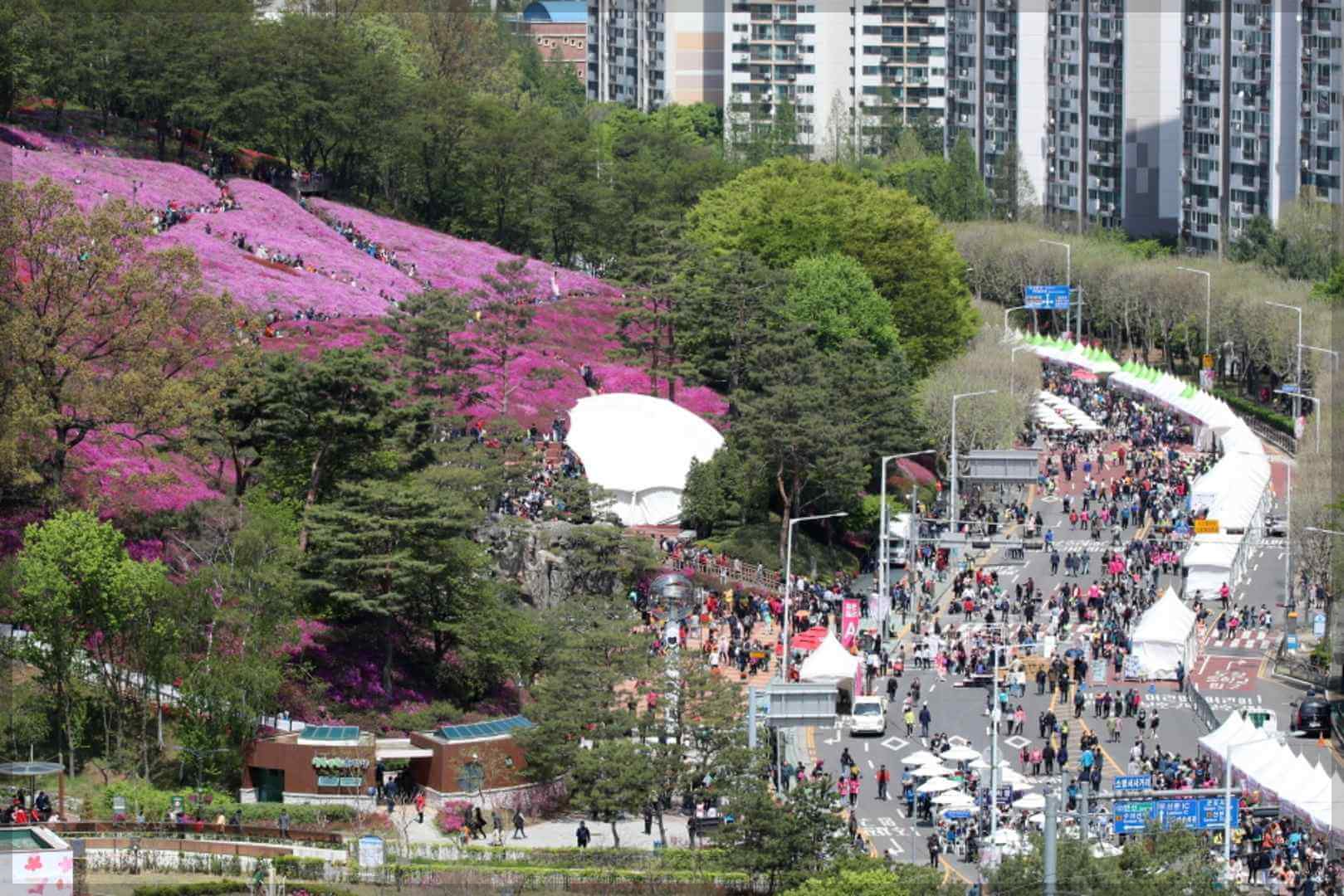 군포 철쭉축제 일정 주차장 공연정보(총정리) 4월 군포 가볼만한곳