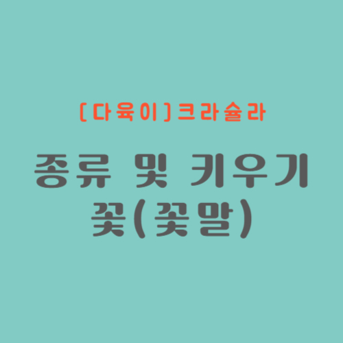 다육이 크라슐라 종류 및 키우기&#44; 꽃(꽃말)