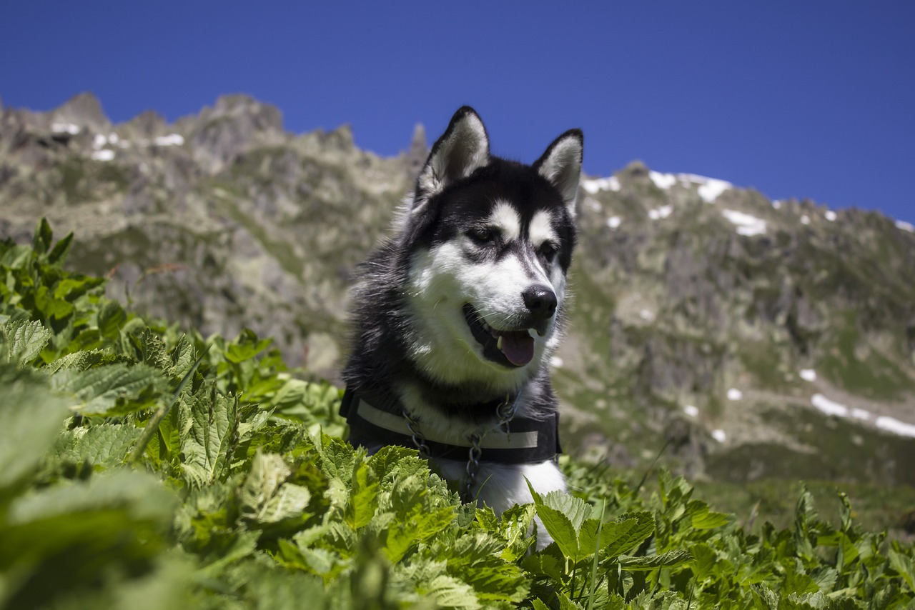 앙골라 허스키 (Anglola Husky)3