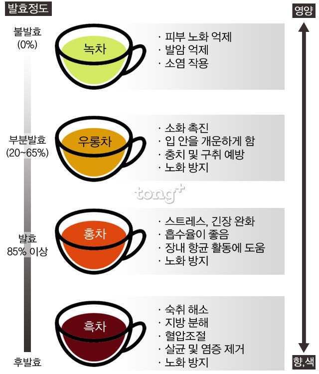 녹차 우롱차 홍차 흑차의 발효정도