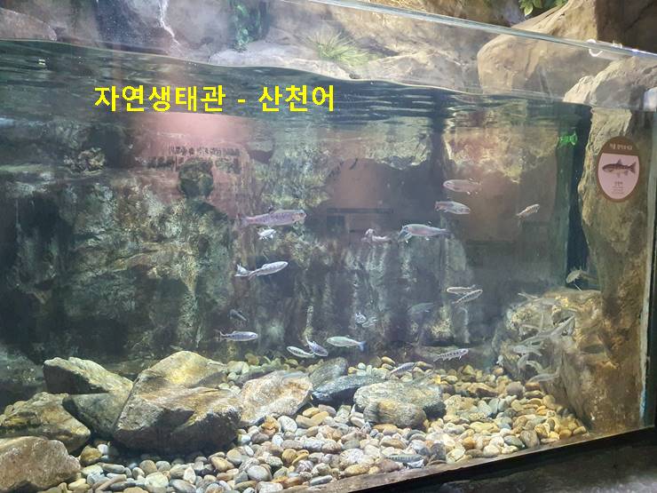 산천어