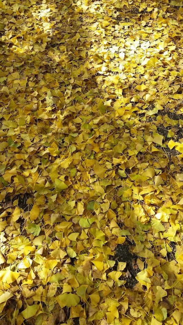 아산곡교천은행나무길-11월초