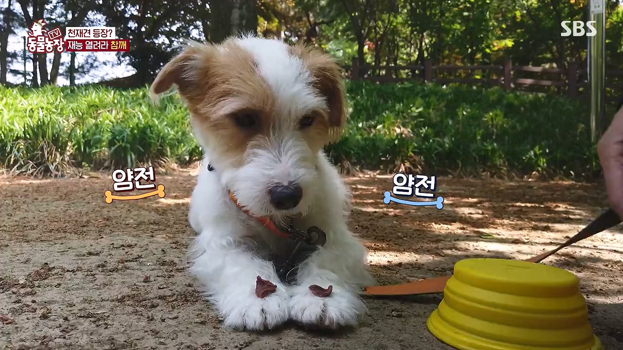 TV 동물농장.E1177.240624p-NEXT.mp4_20240623_163753.303.jpg