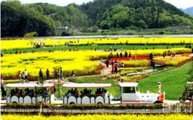 남지 유채꽃 축제