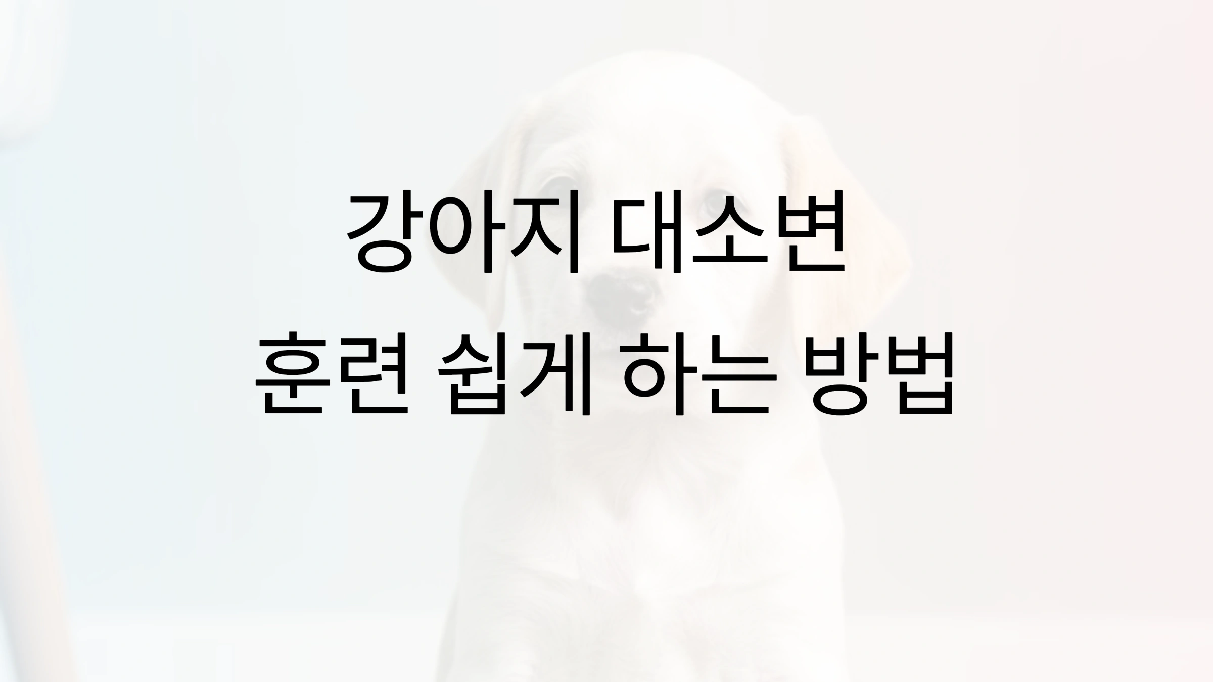 강아지 대소변 훈련 쉽게 하는 방법