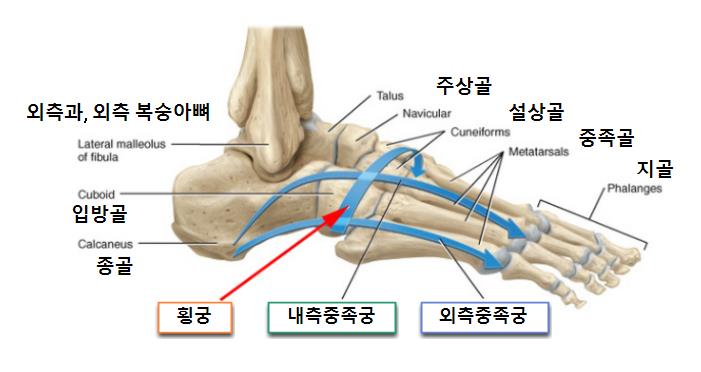 족궁(Arches of the foot)과 족척건막(plantar aponeurosis): 발의 놀라운 구조와 유연성