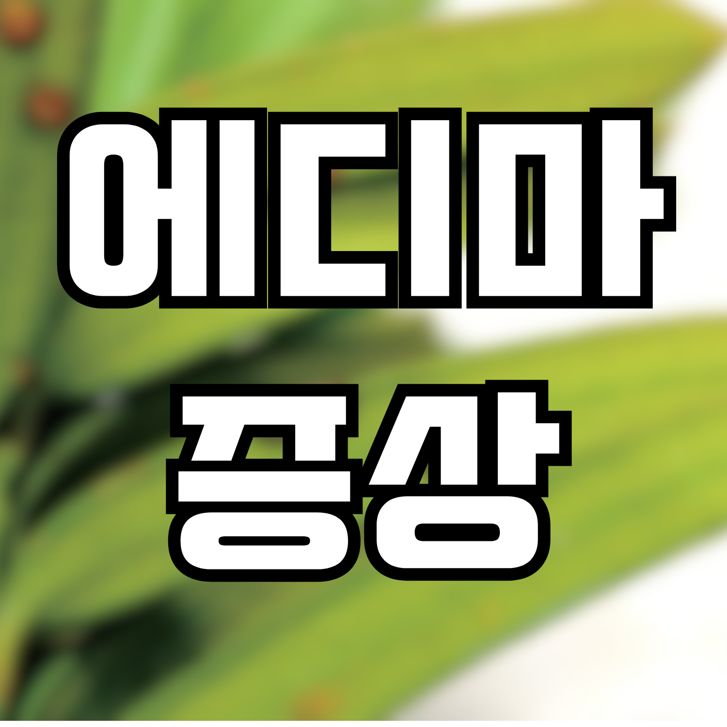  에디마증상