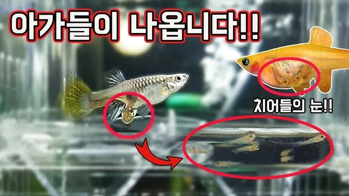 구피 키우기 출산징후 수명 물갈이법 먹이 횟수 물온도_2