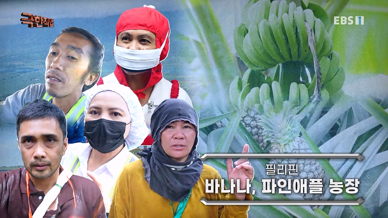 TV - 교육의 중심 EBS필리핀 바나나, 파인애플 농장.mp4_20230302_195838.797.jpg